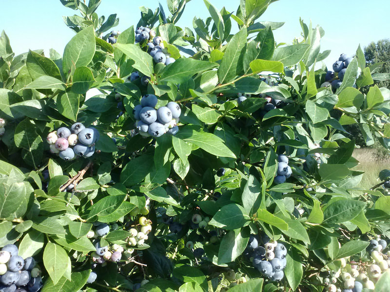 blueberries getting ripe and ready for picking
