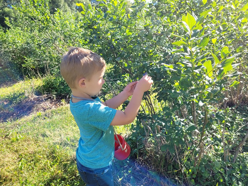 Kid picking bluberries at a U-pick berry patch