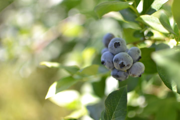 U pick blueberry farm experience