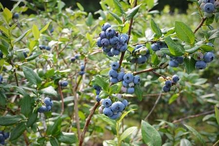 blueberry bush with ripe fruit