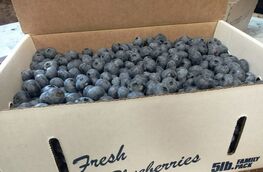 box of fresh blueberries for purchase